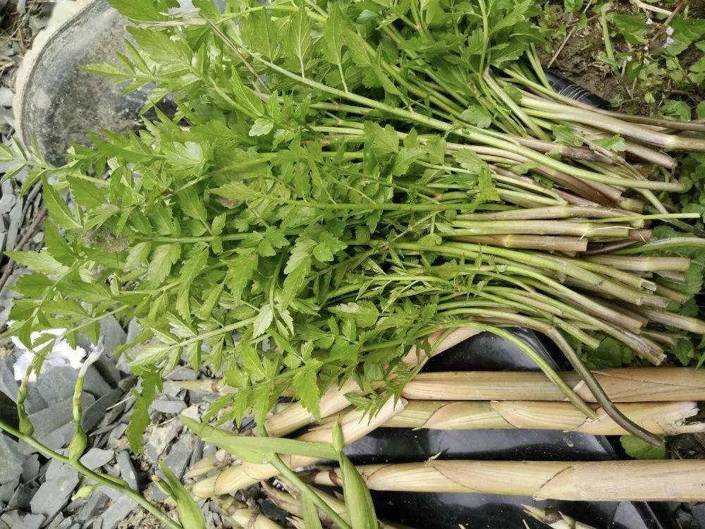 形似芹菜,已有人中毒!