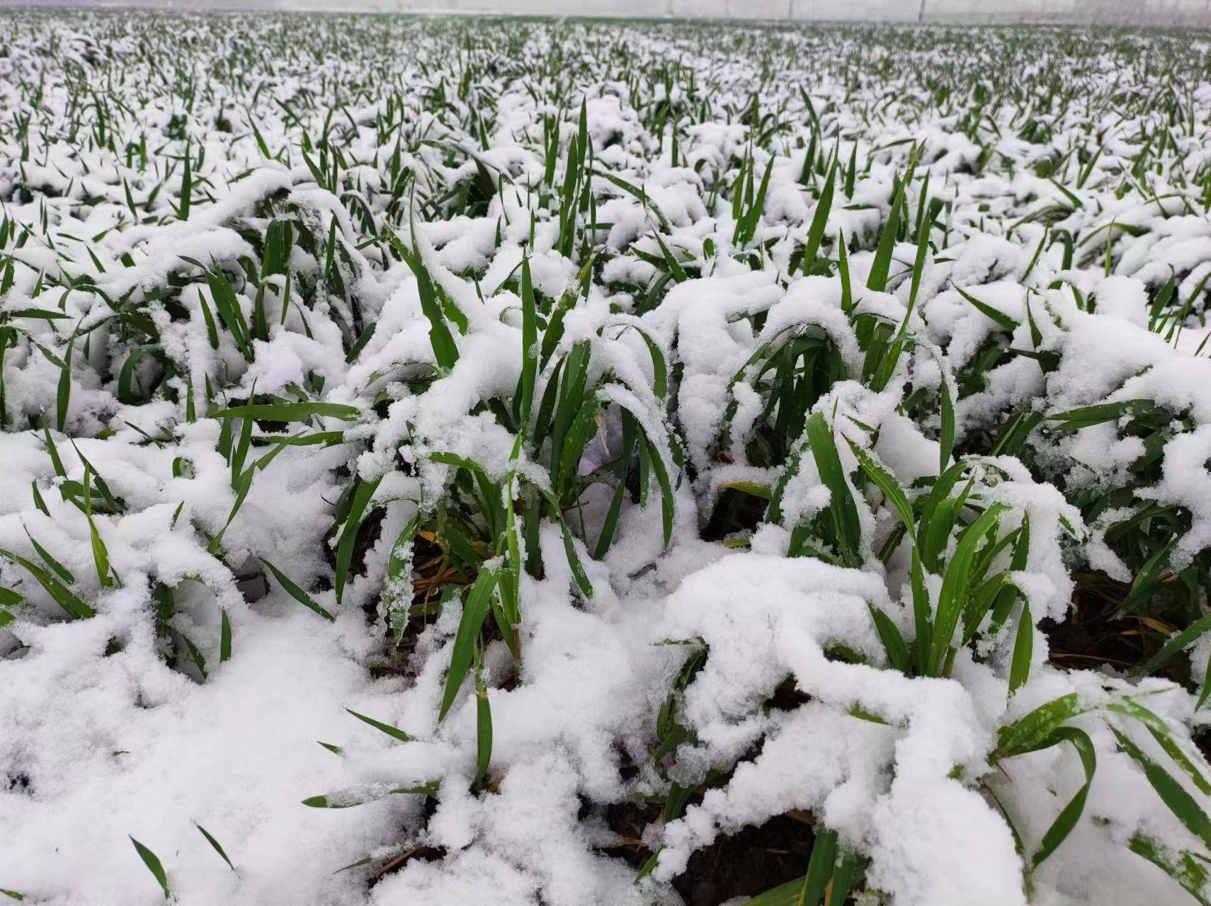 河南这场"倒春寒"对小麦有啥影响?
