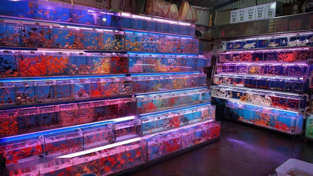 藏在佛山老街中的迷你「水族馆」,处处都是烟火气息!