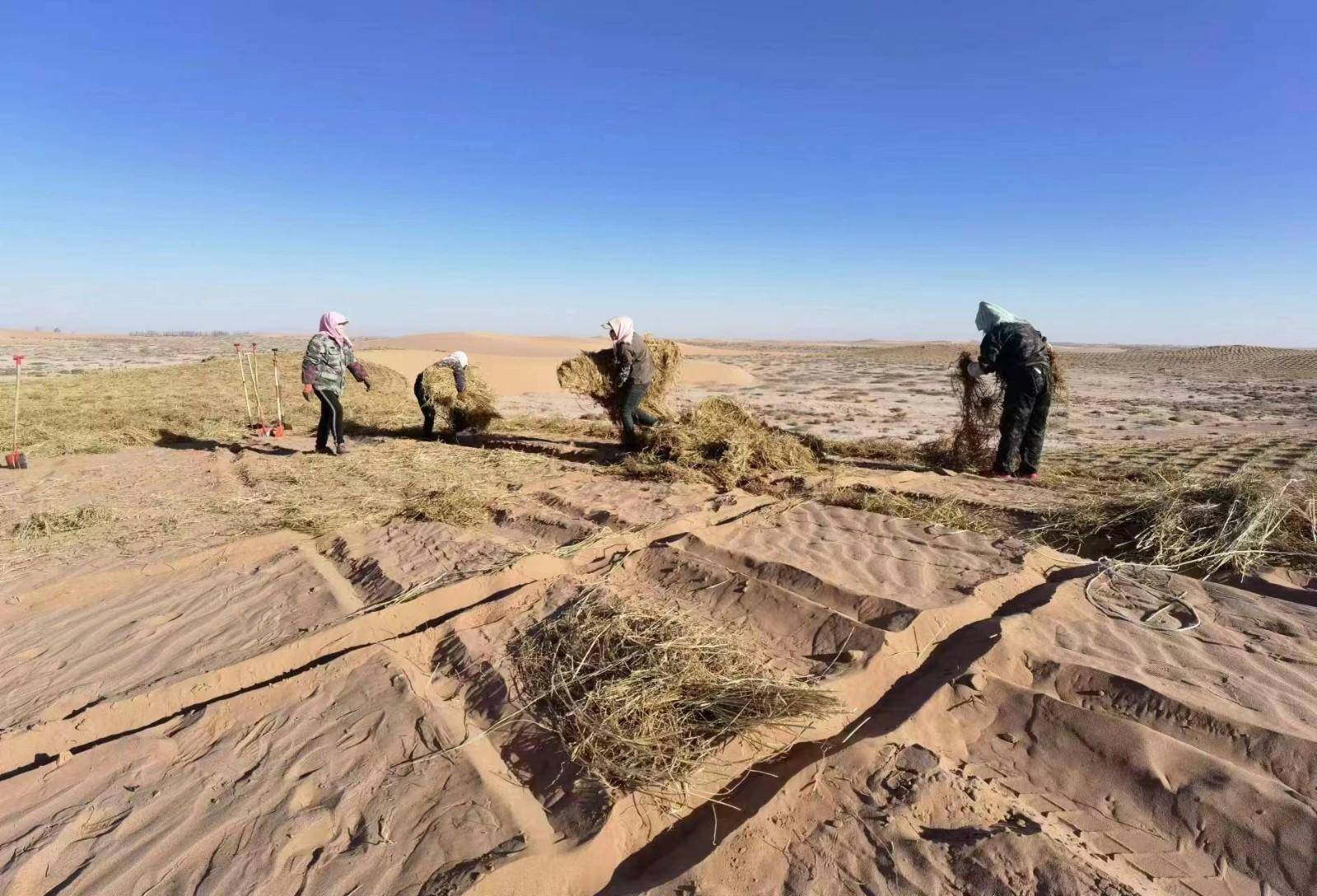 被两大沙漠夹击,女子沙漠种树17年,让这里免于被风沙侵蚀