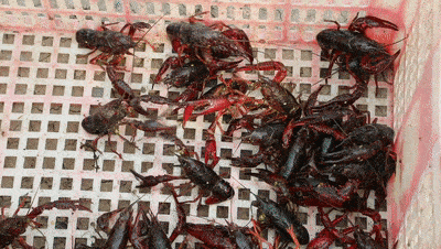 吃虾吗？来看看江陵的小龙虾是如何养成的亚新体育(图4)