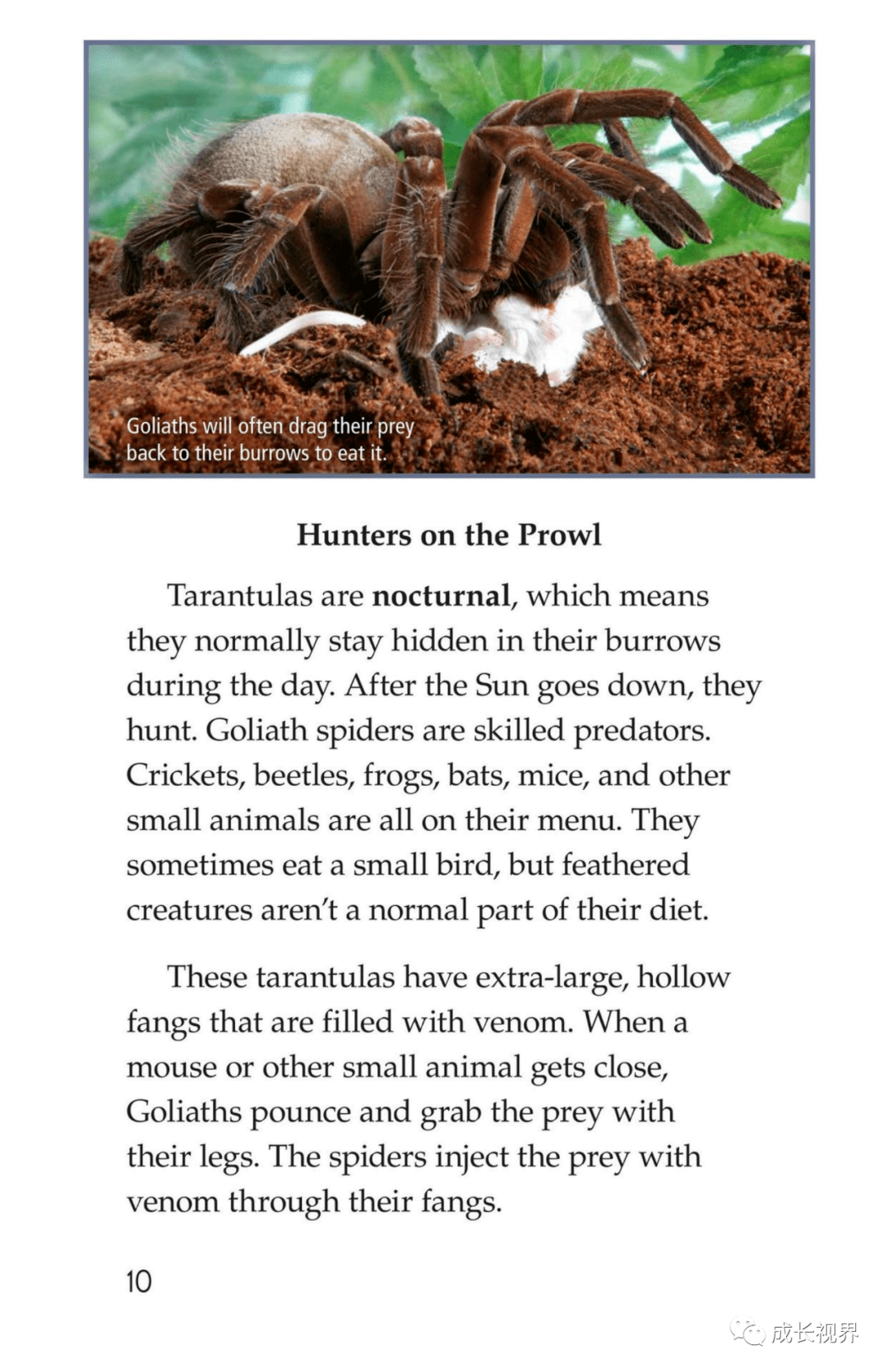 【raz-q-23】goliath bird-eating spiders: giant arachnids