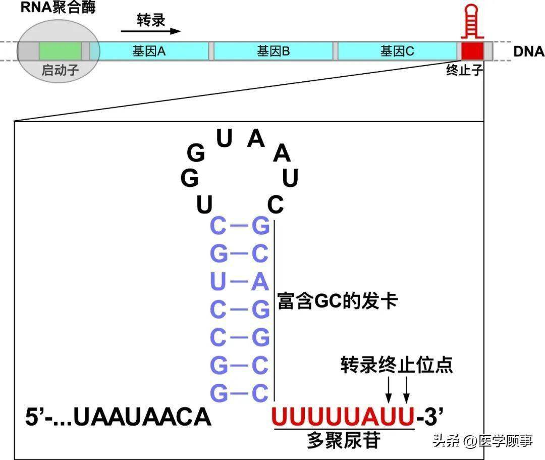 《自然》:揭示基因转录终止机制_序列_结构_发卡