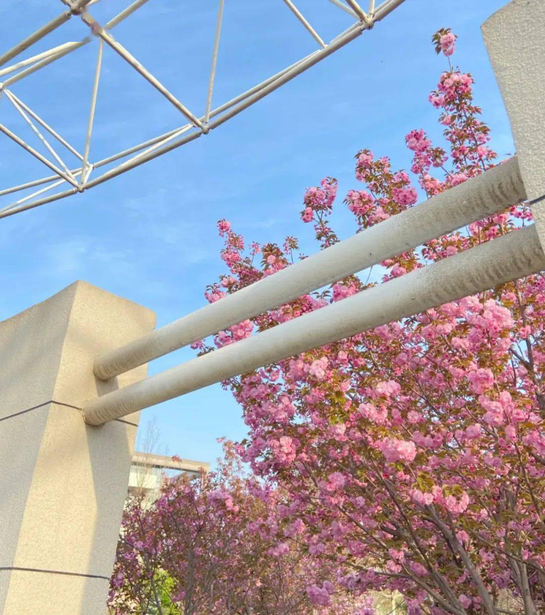 春游石家庄|官宣!2023可以进河北科技大学看樱花啦!_侵权_赏樱_春光