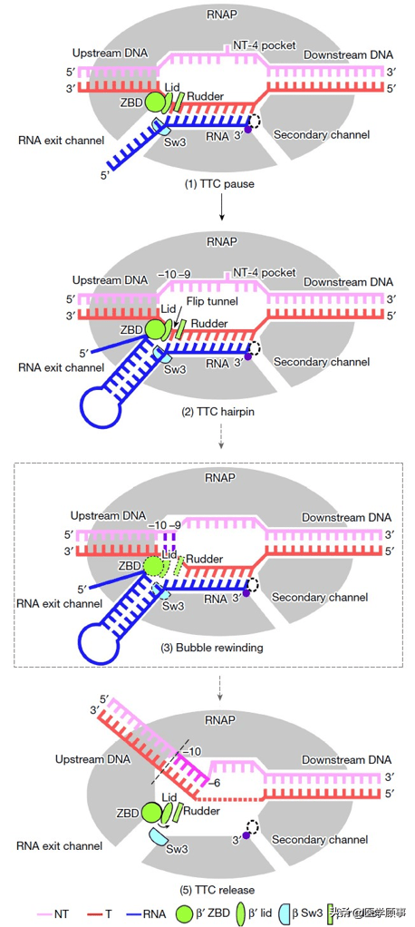 《自然》：揭示基因转录终止机制_序列_结构_发卡