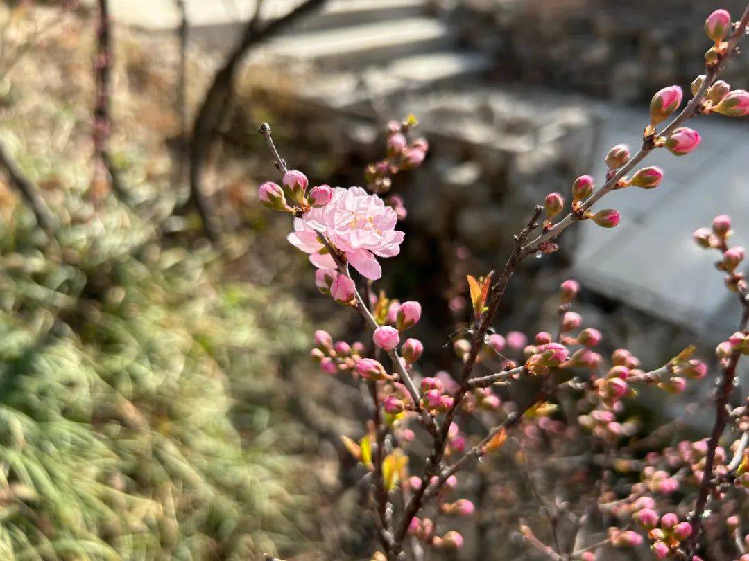 赏花合理时！一路领略花开长清