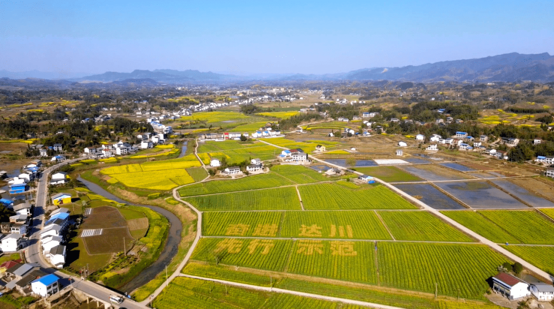 達川區萬家鎮:滿目金黃香百里 一方春色醉千山_油菜花_示範片_肖維