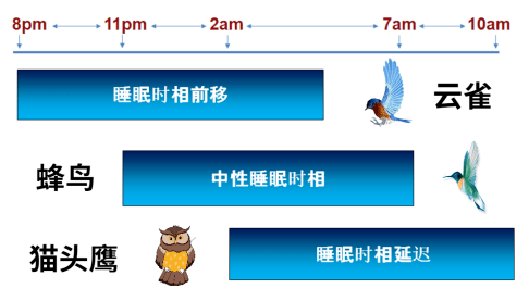 晚睡伤身体？未必！这样睡..._睡眠_关键_节奏