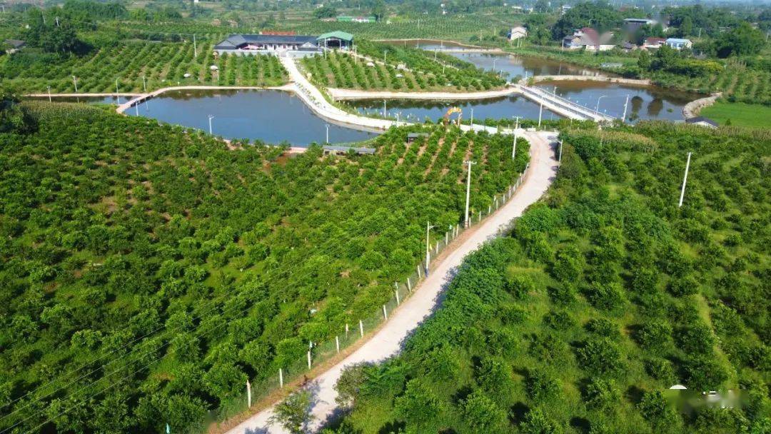 武胜县胜利镇三叉沟村(晚熟柑桔)达州市大竹县团坝镇(白茶)达州市万源