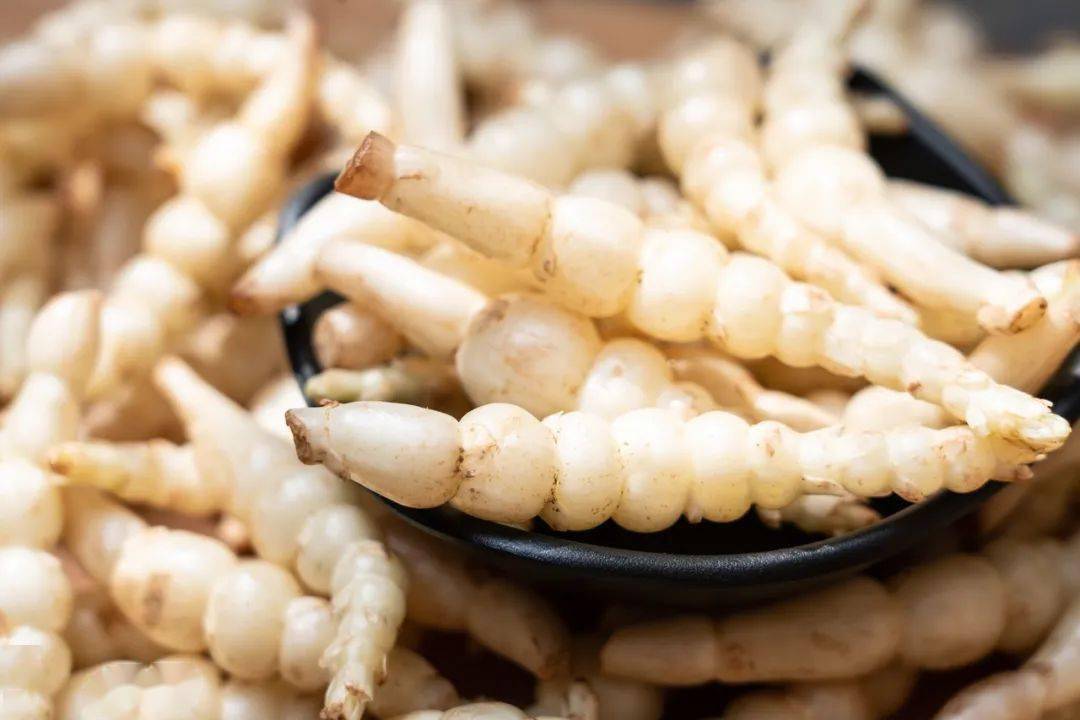 在都江堰,春天,吃野菜正当时~_鼠曲草_制图_创意