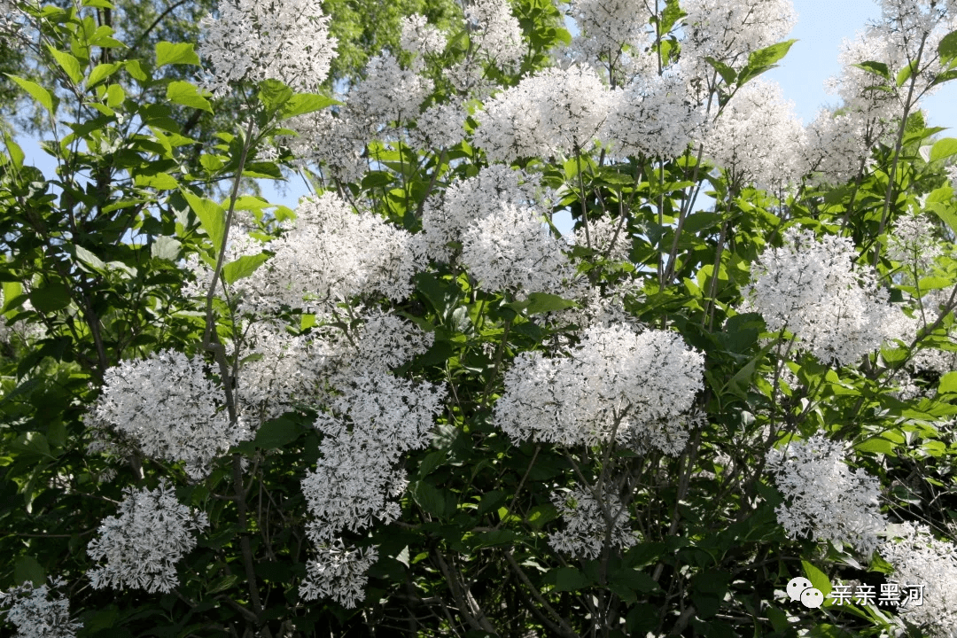 黑河7處!