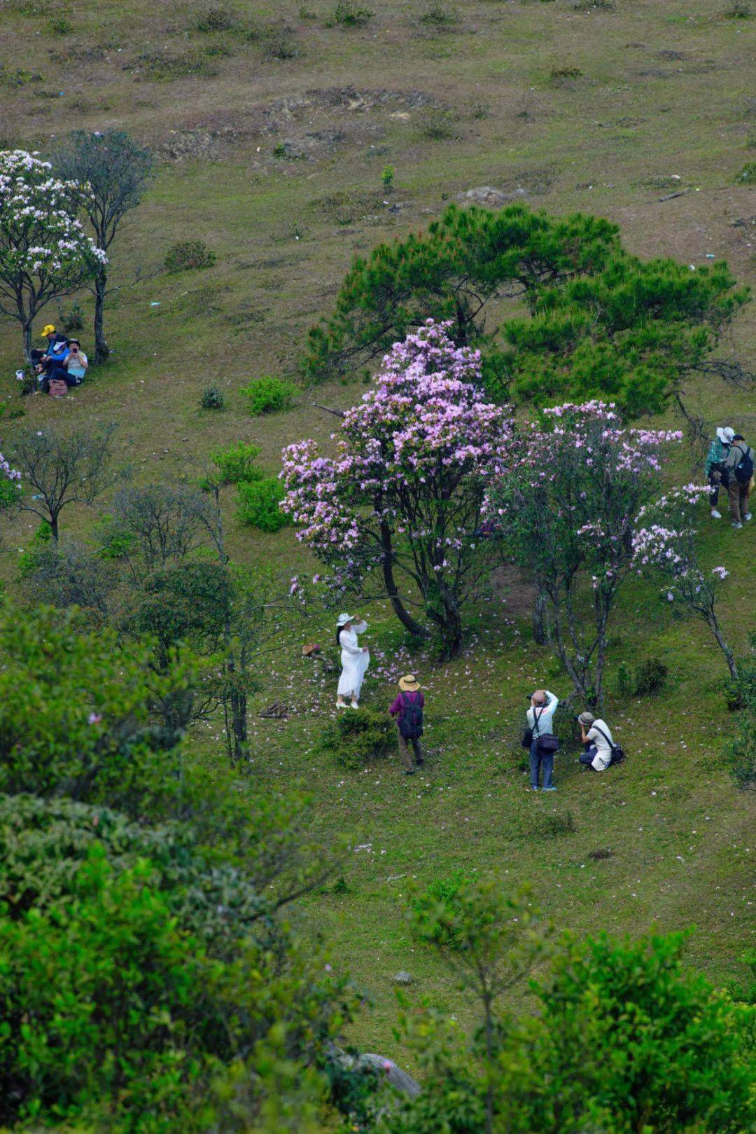 罗定八排山火了!