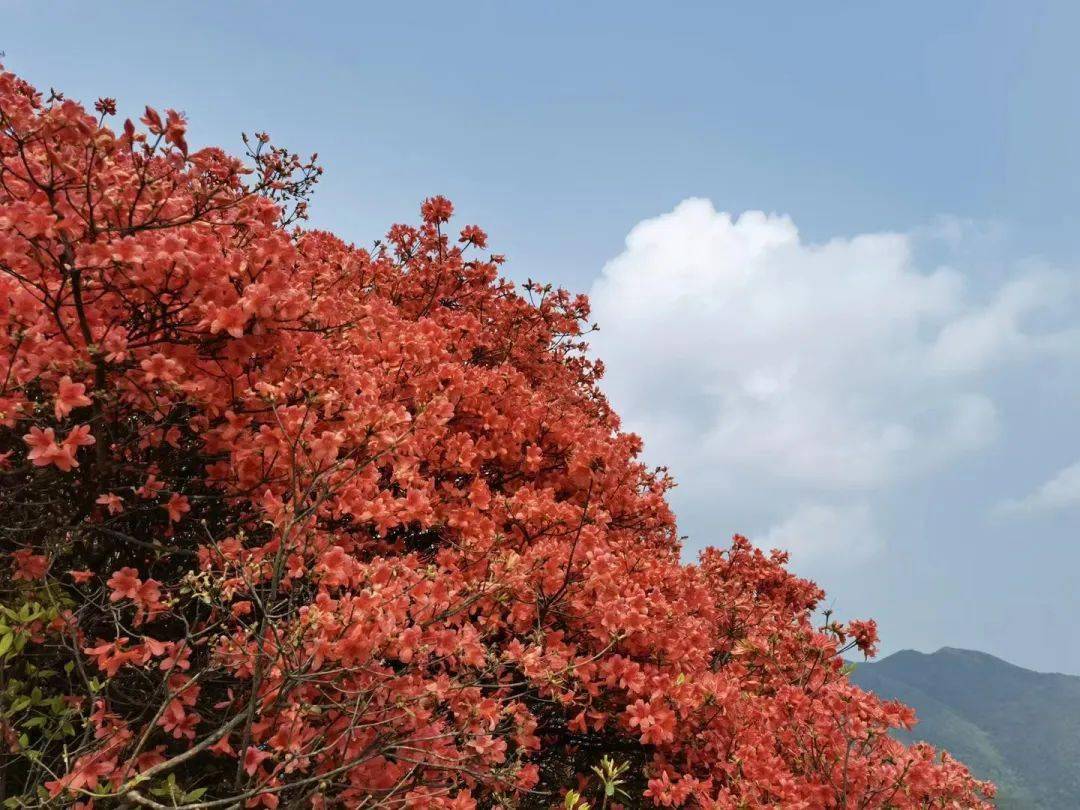 2号【通天蜡烛】67:登从化通天蜡烛,赏漫山杜鹃花海~_活动_必备