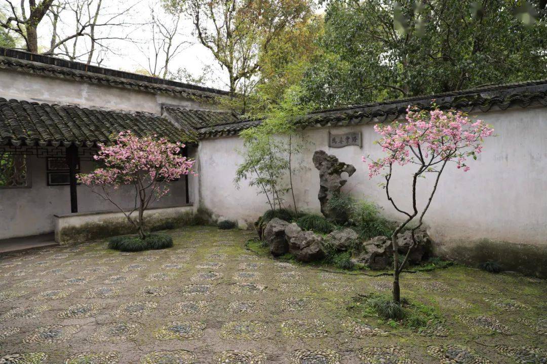 拙政园海棠春坞再晚一些时候,紫藤花也将盛开,片片淡淡的紫色,渲染