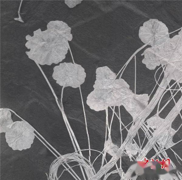 海百合_化石_贵州