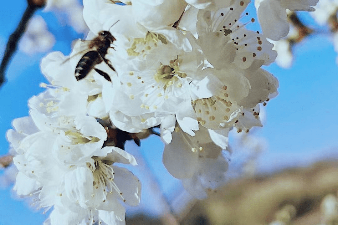 春暖花开，去那几个公园漫步赏花，享受“慢”生活