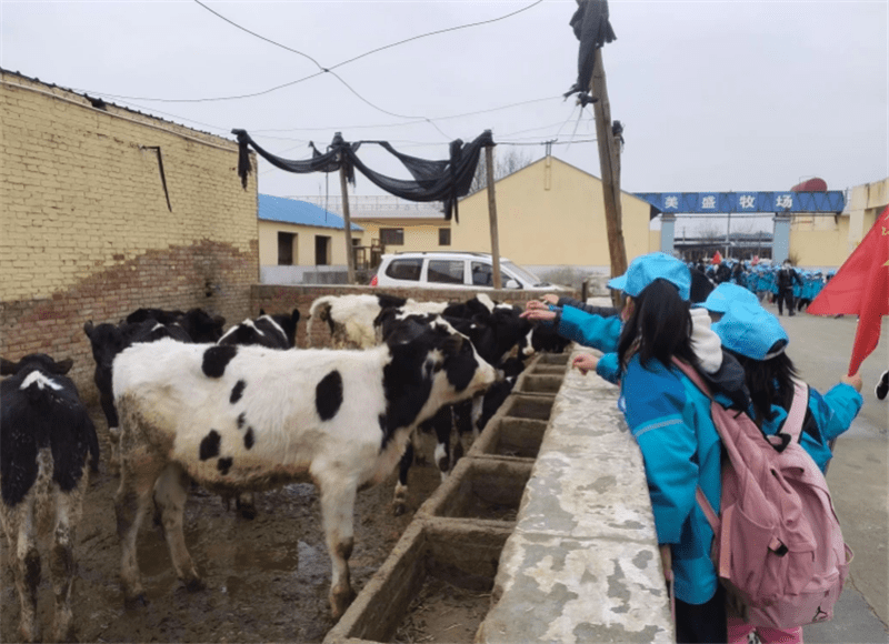 社会实践的第一站:泾阳美盛牧场奶牛基地.
