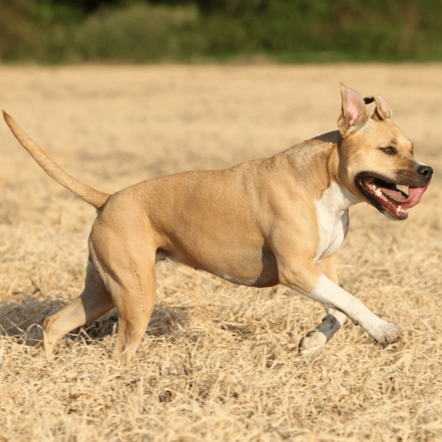 (germanshepherddog)三.梗类|terrier20.