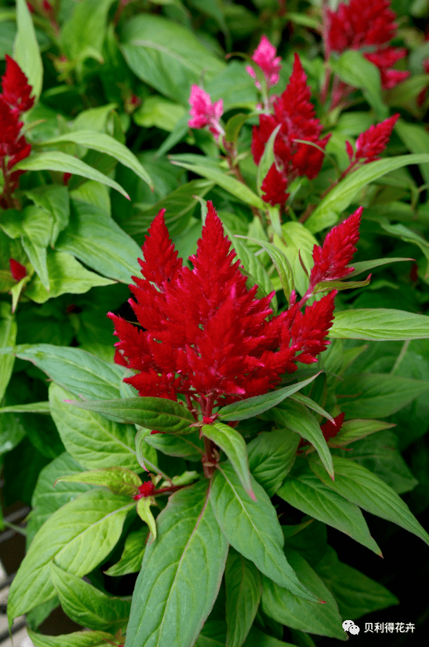 【精选耐热型品种】完整的组合穗状鸡冠花品种供应_贝利得_花卉_世纪