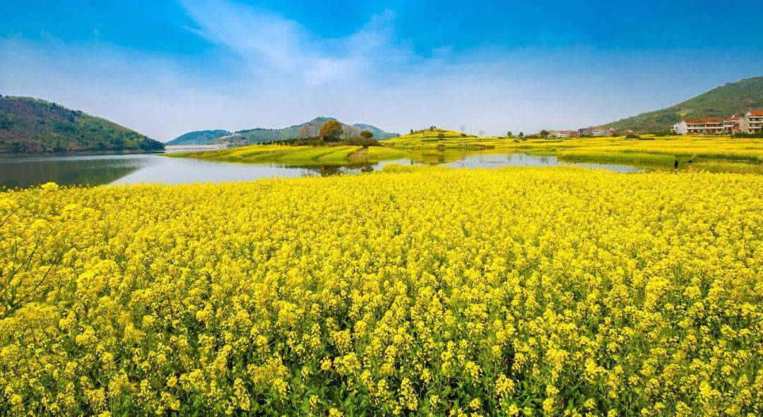 江陵上榜湖北最美油菜花海