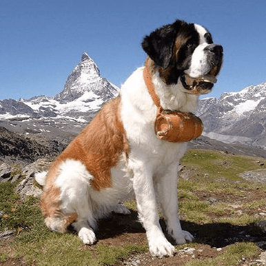 (st.bernard\saint bernard)聖伯納犬\聖伯納德犬\阿爾卑斯山獒18.