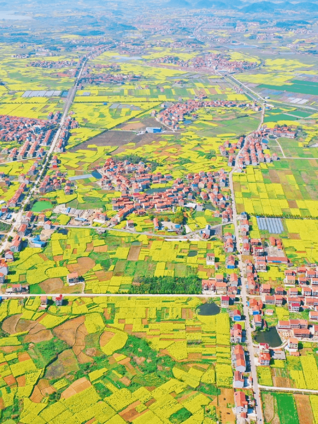 满目金黄香百里,家乡花海等你来_油菜花_地址_面积