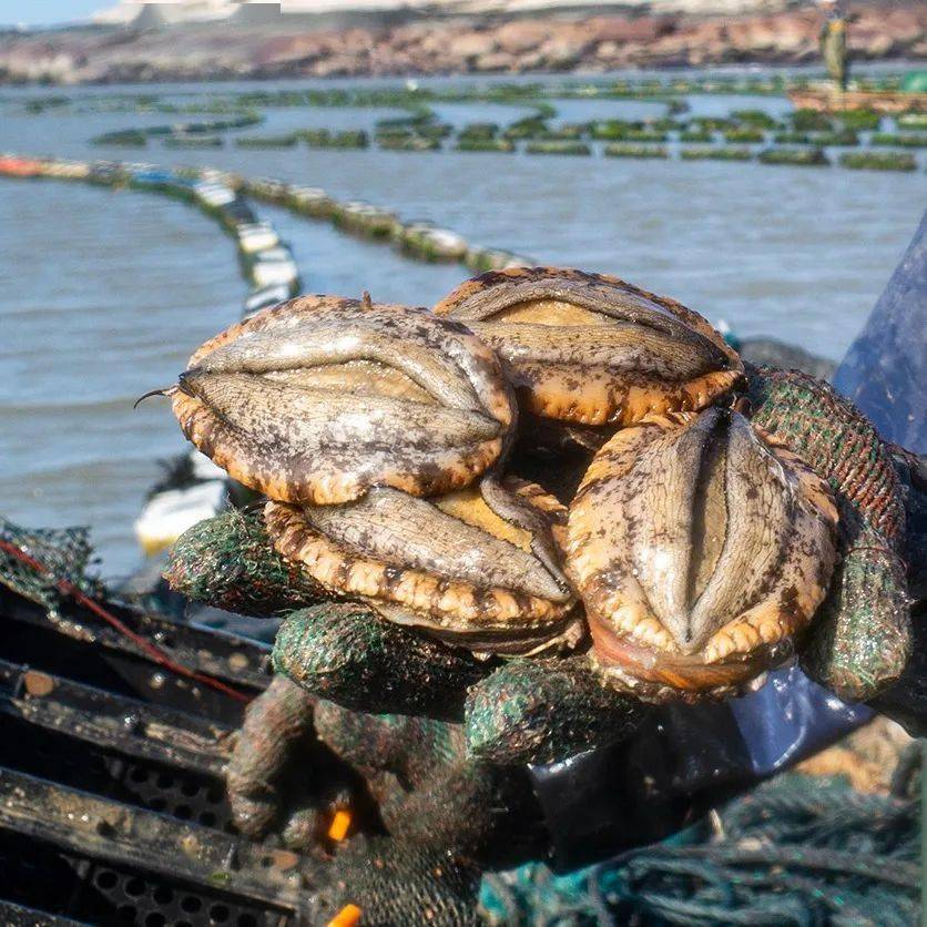 深海捕捞生态鲍鱼,从渔港鲜活发出,直达你的碗中!_浙中_福利_图片