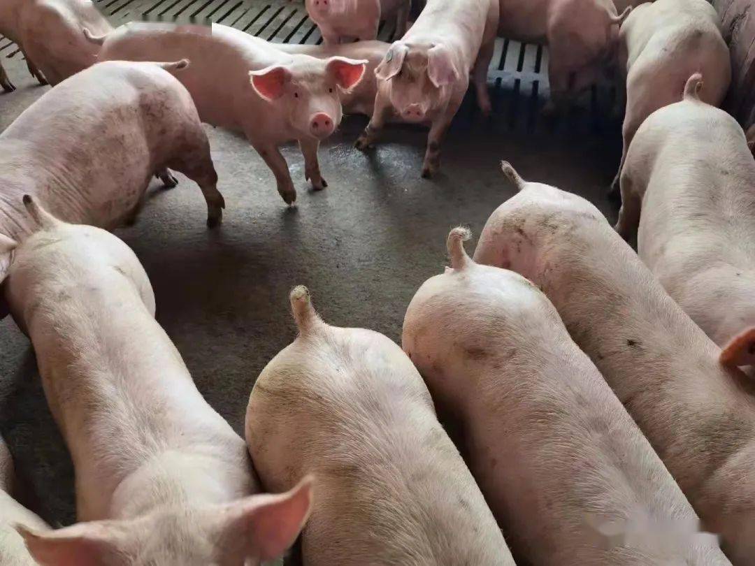二次育肥猪场又现疑似非瘟"阳性",养殖户该咋办?
