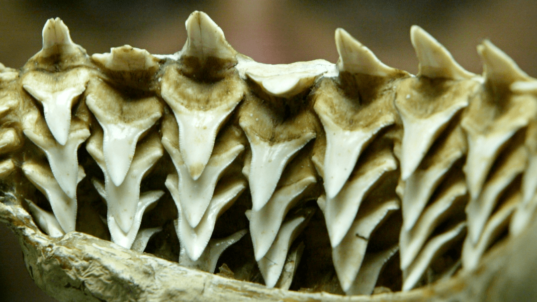 海豹牙手串图片