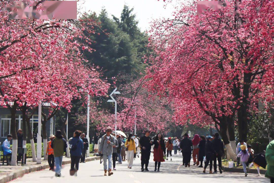 楚雄师范学院樱花大道图片