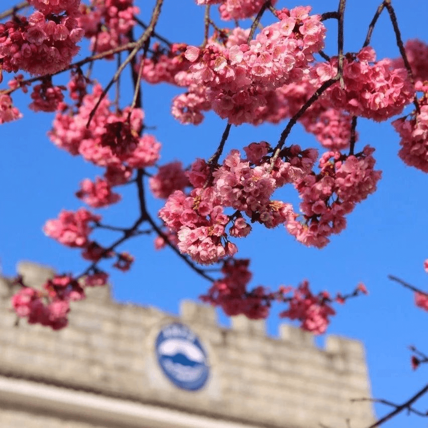 楚雄师范学院樱花大道图片