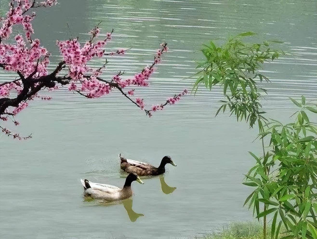 春江水暖鸭先知，太美了！_手机搜狐网