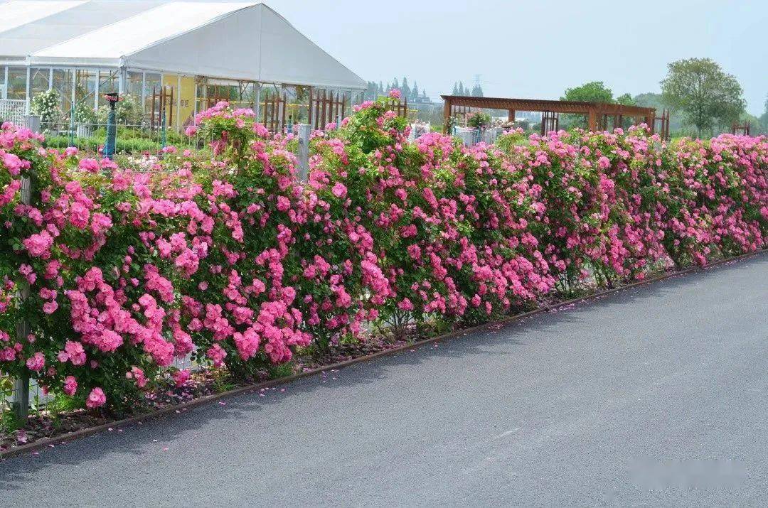 3年不打药,月季小苗长成了人人羡慕的绝美大花墙!_安吉拉_花量_科德斯