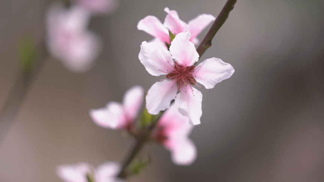 临潼零口桃花图片