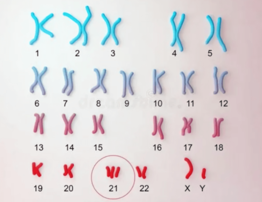 染色体图片大全-染色体高清图片下载-觅知网