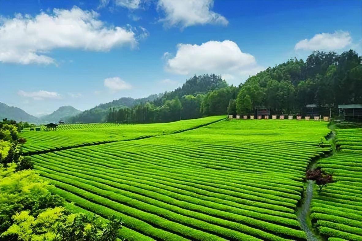 干在实处匠心担当,理想华莱奏响黑茶高质量发展新乐章_安化县_生产