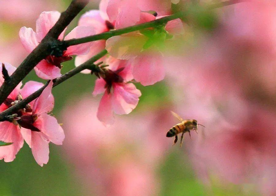 豆公桃花节图片