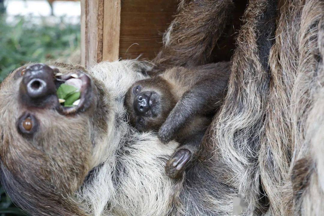被央视报道的树懒宝宝满月照曝光了~~~_乐都_动物_永川
