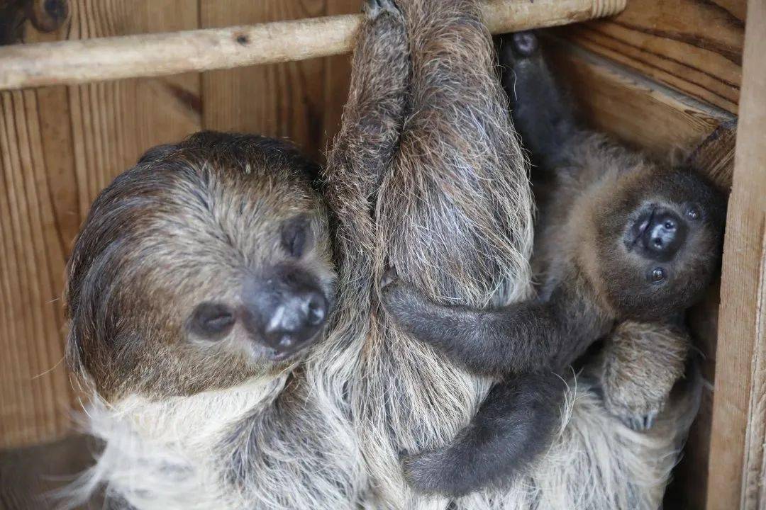 被央视报道的树懒宝宝满月照曝光了~~~_乐都_动物_永川