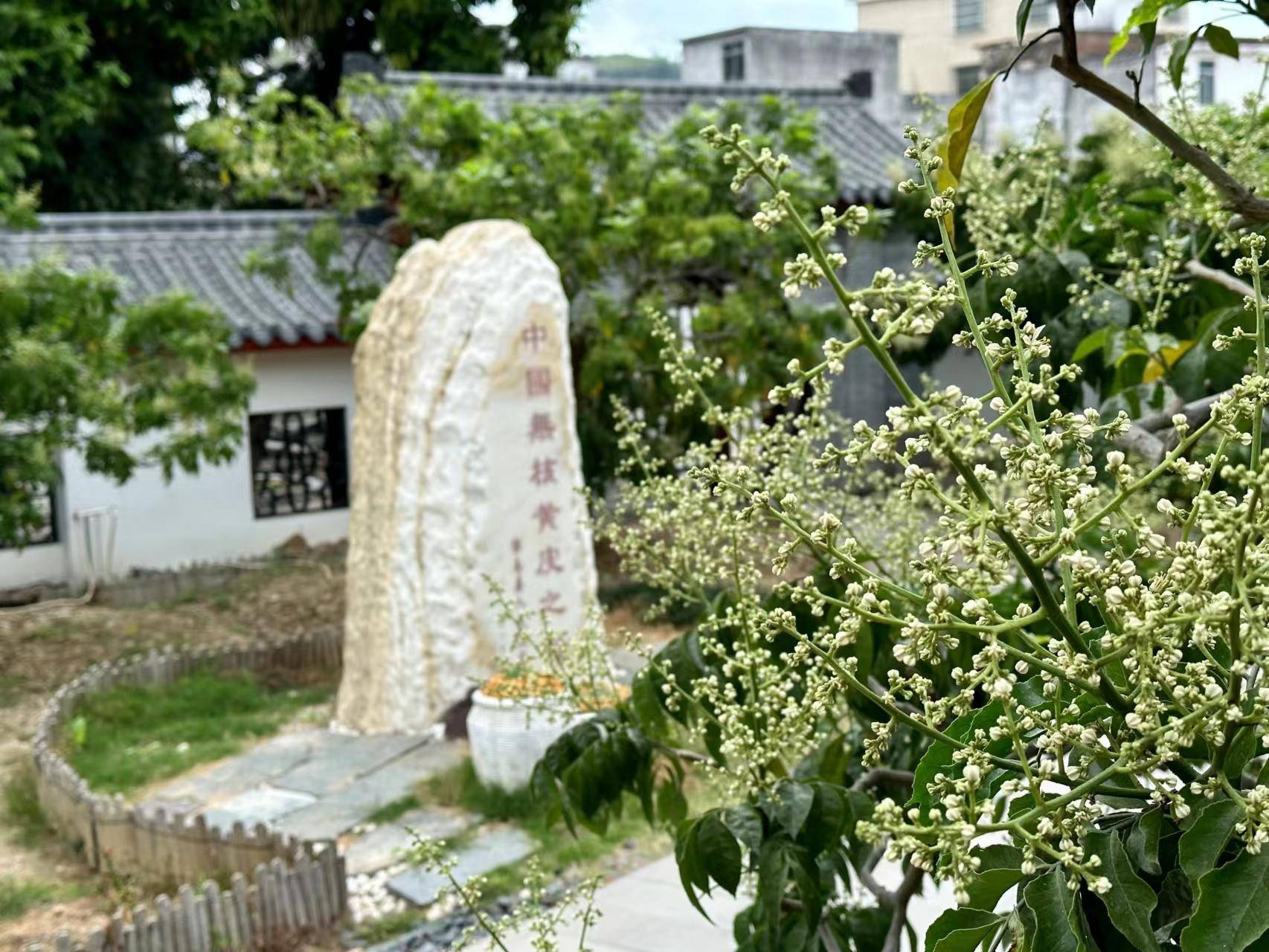 在郁南县建城镇"世界黄皮公园"核心区的无核黄皮标准化生产示范基地