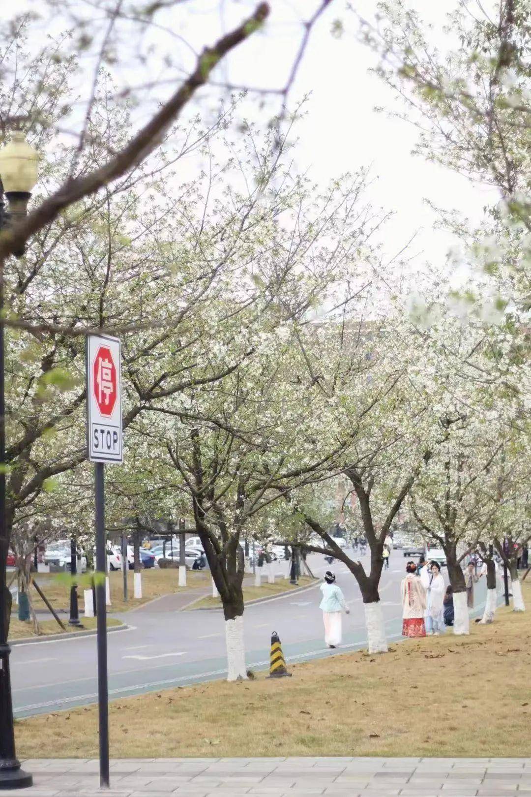 藏在大学里的成都春天