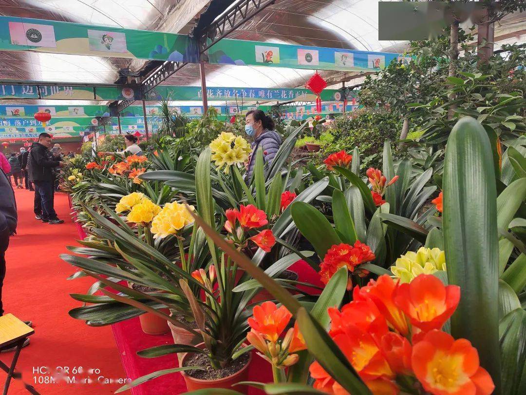 第十七届中国长春君子兰节开幕,猜猜花魁,金奖"花落谁家"_评选_花卉