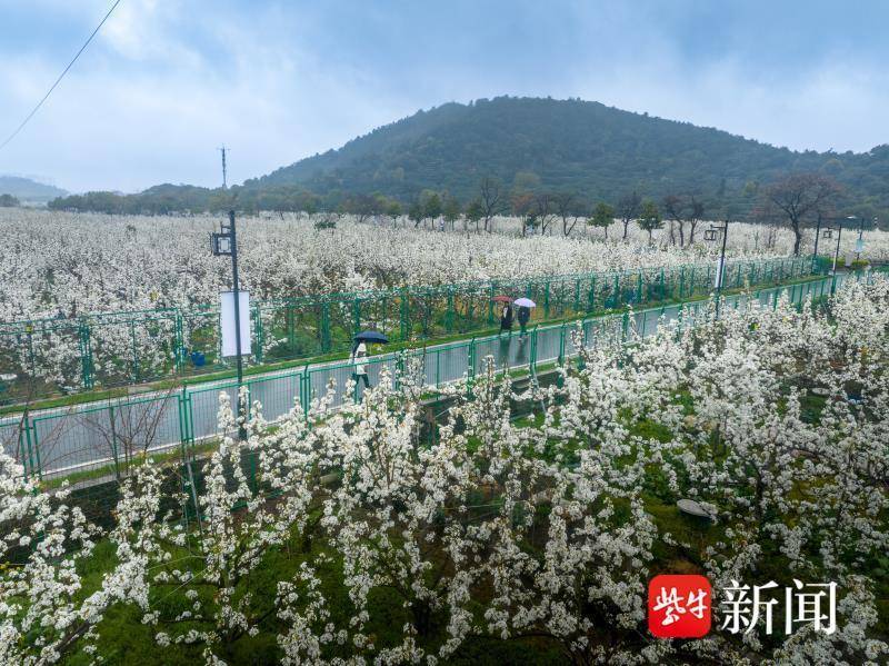 2023苏州树山梨花文化旅游节启幕