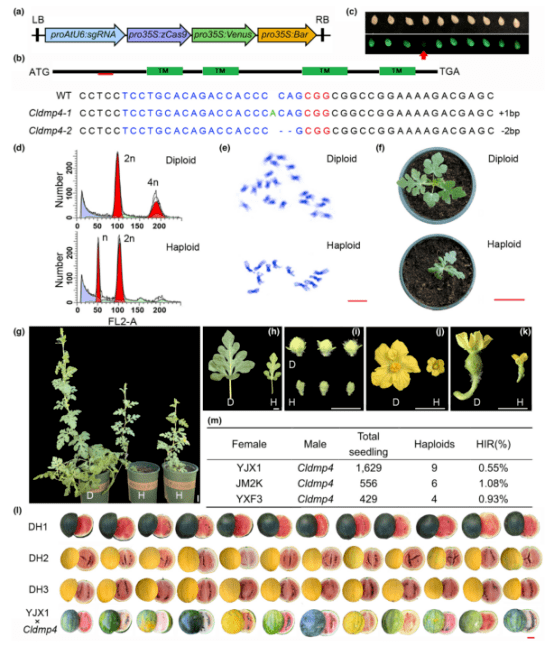 pbj | 北京市农林科学院许勇团队在西瓜双单倍体育种技术取得突破性