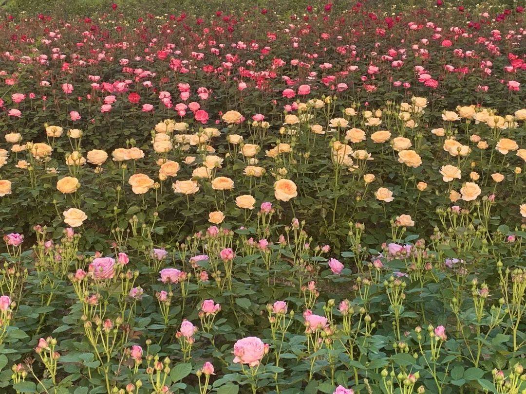 4月3日盛大开园!_玫瑰庄园_花海中_老人