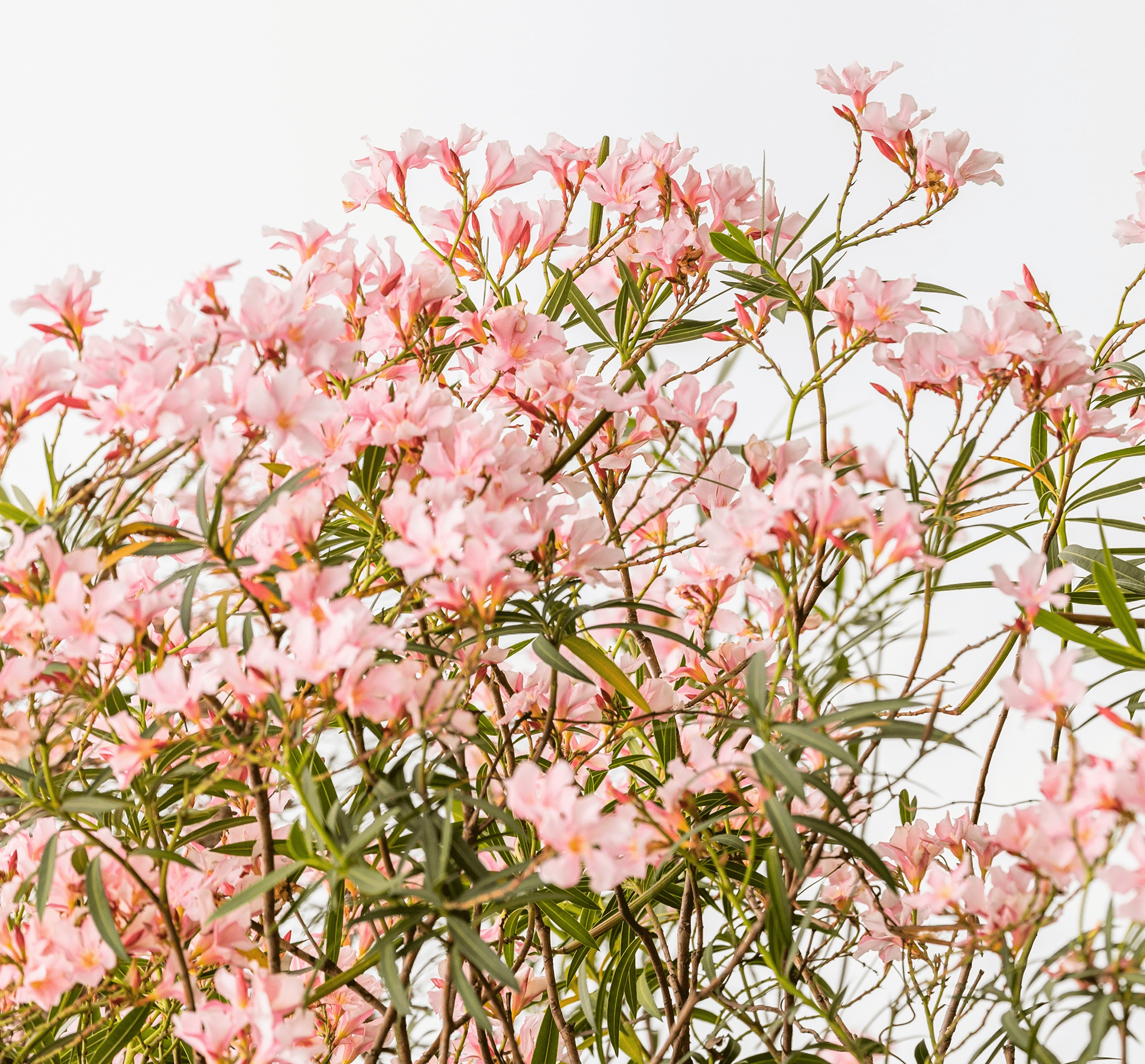 小家碧玉花（小家碧玉花图片开花的） 第31张