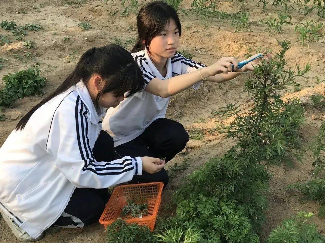 "艾"在春天 青团飘香 | 林百欣中学龙祥学校举行劳动教育实践活动
