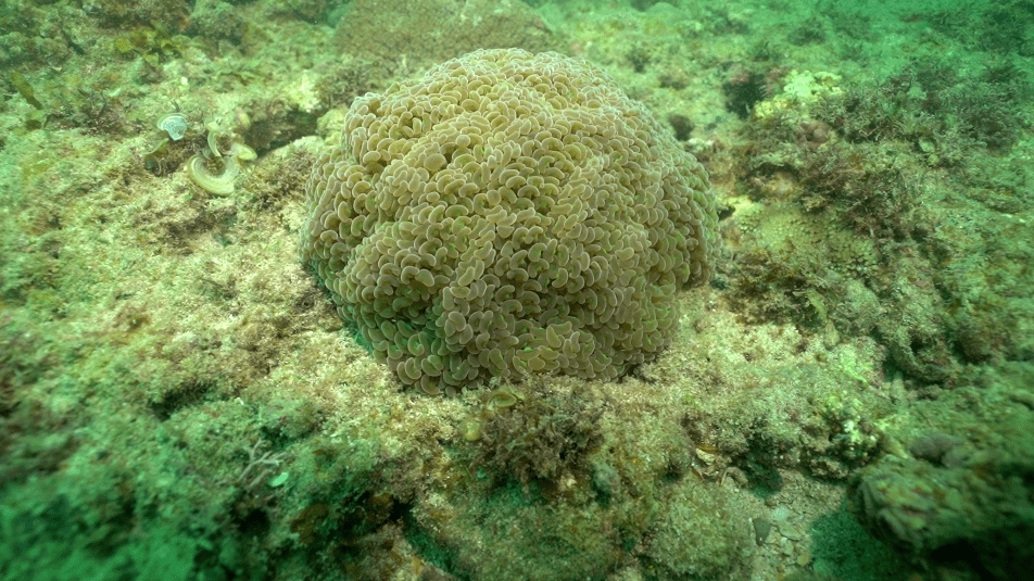 超治愈:肾状真叶珊瑚_海洋_强国_物种