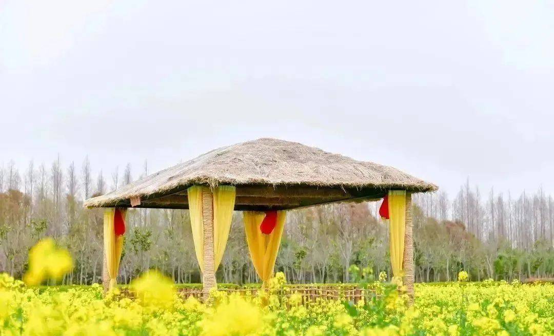 有空的时候就来奉贤欣赏油菜花,感受田园风光吧～绝对不虚此行!