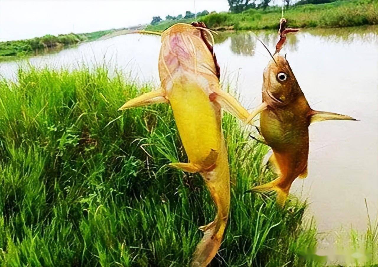 春钓黄颡鱼的时机成熟,掌握这些垂钓指南,钓到的黄辣丁更大_钓友_时候